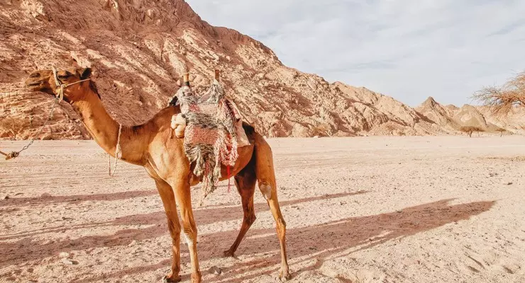 Dromedario nel Deserto del Sinai